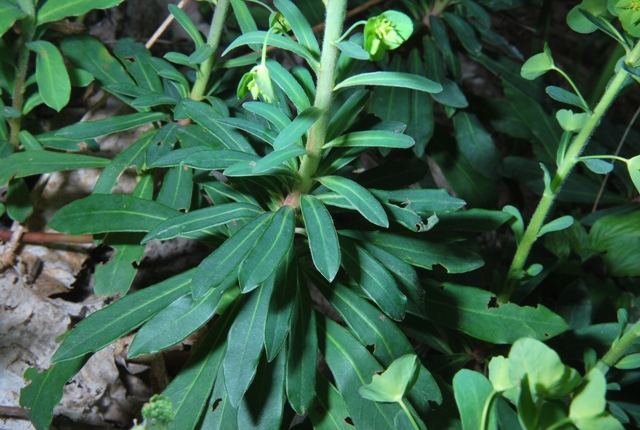 Euphorbia amygdaloides